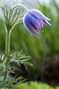pasque flower