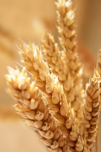 Wheat