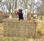 Royston Dog Walkers
