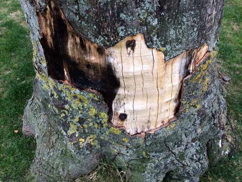 bark
