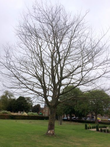 tree